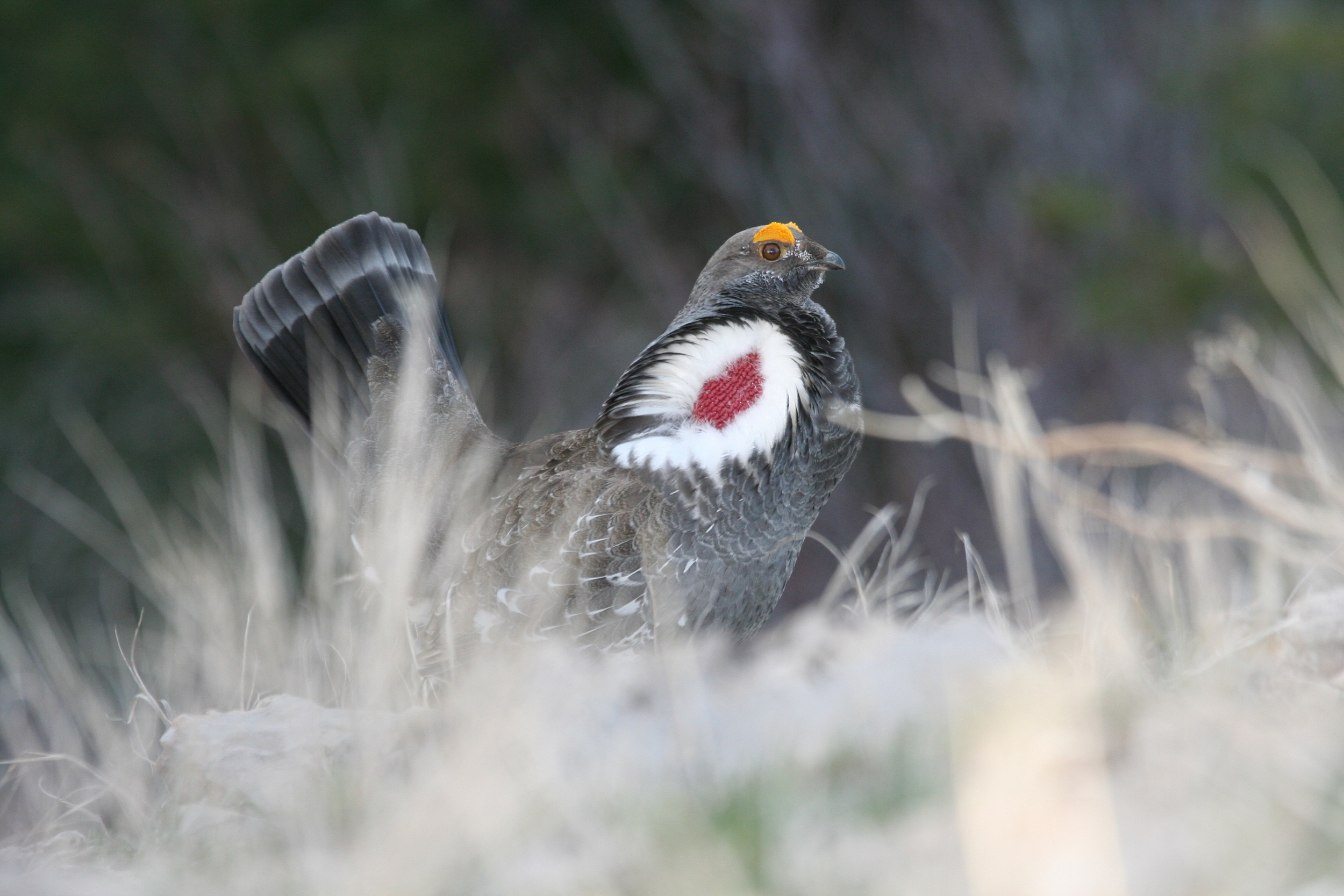 Blue-Dusky Grouse-Idaho Mike Schroeder.jpg