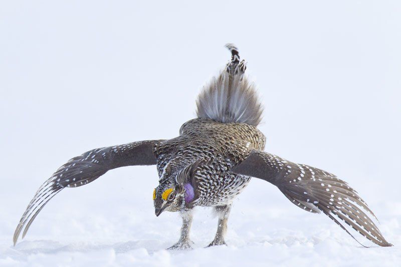 Columbian Shapr-tailed Grouse -- Noppadol Paothong small.jpg