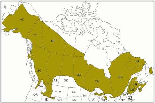 Spruce Grouse Range.