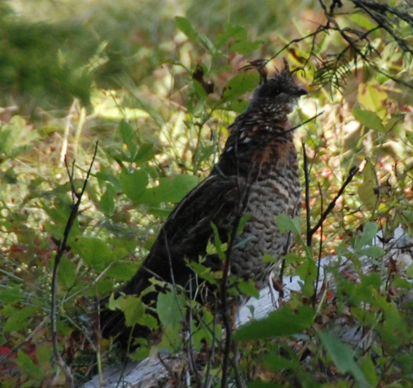Ruffed Grouse by Robin Tomasi.