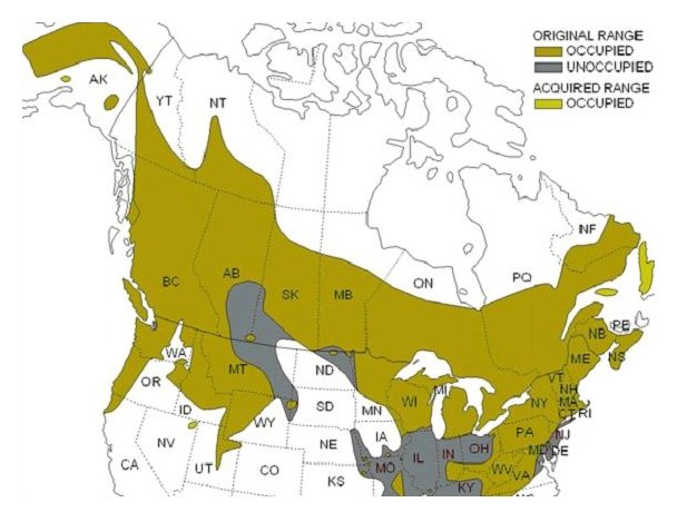 Ruffed Grouse Range.
