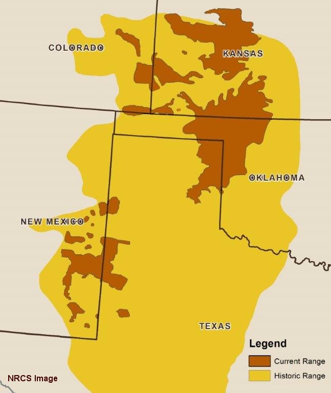 Lesser Prairie-chicken Range.