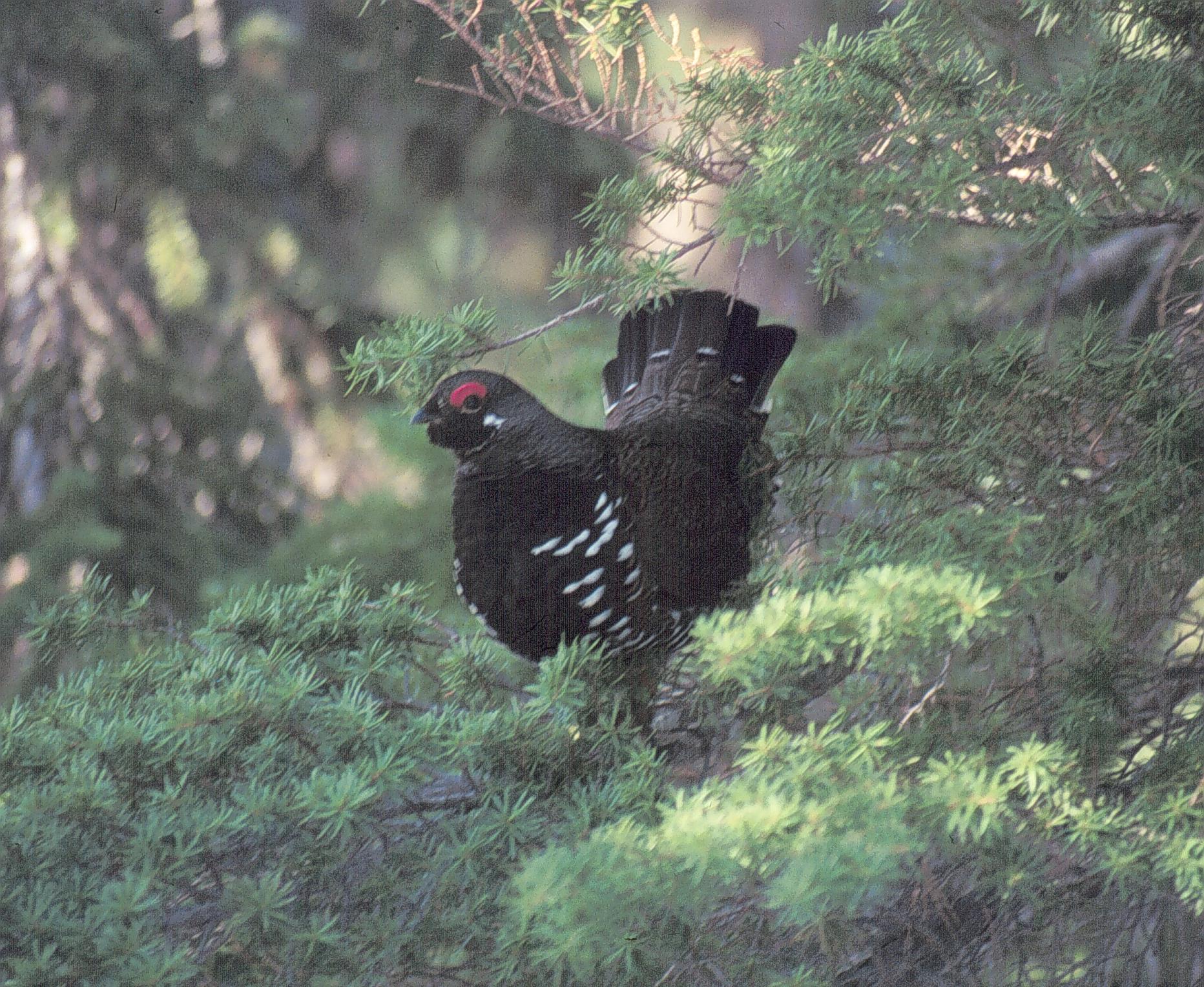 Male Spruce Grouse by Mike Schroeder.