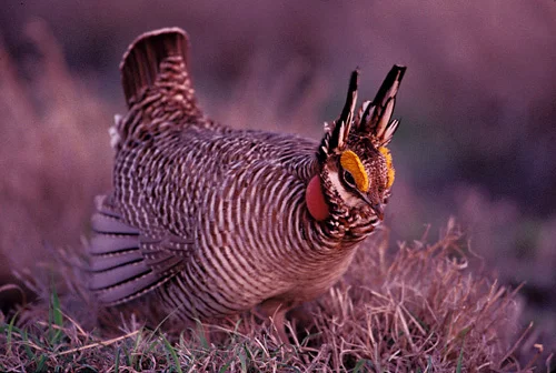 Male Lesser Prairie-chicken, Joel Sartore.