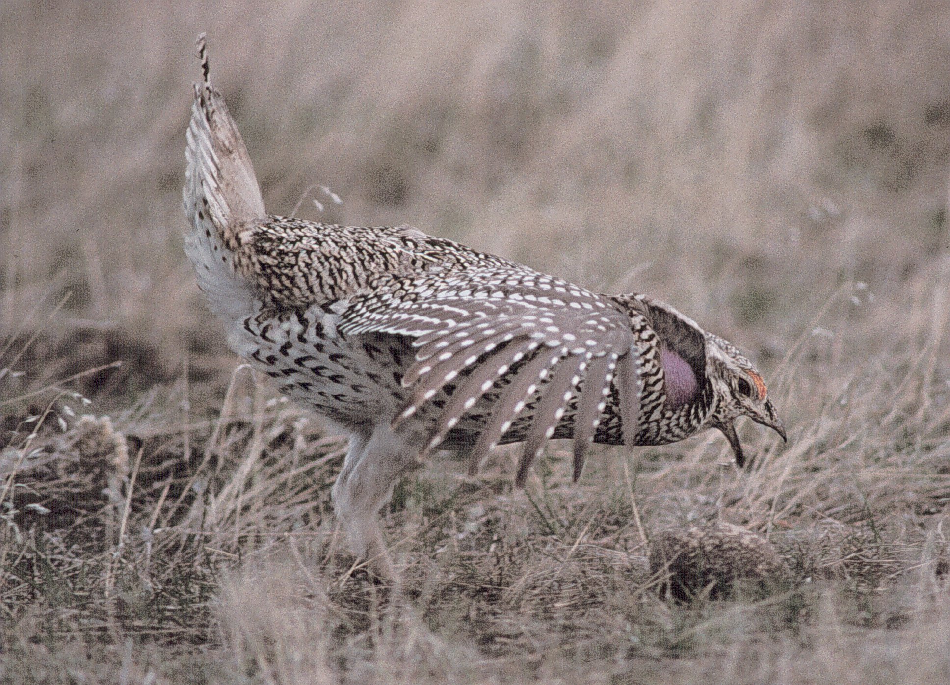 Sharp-tailed Grouse, Rick Baetsen.