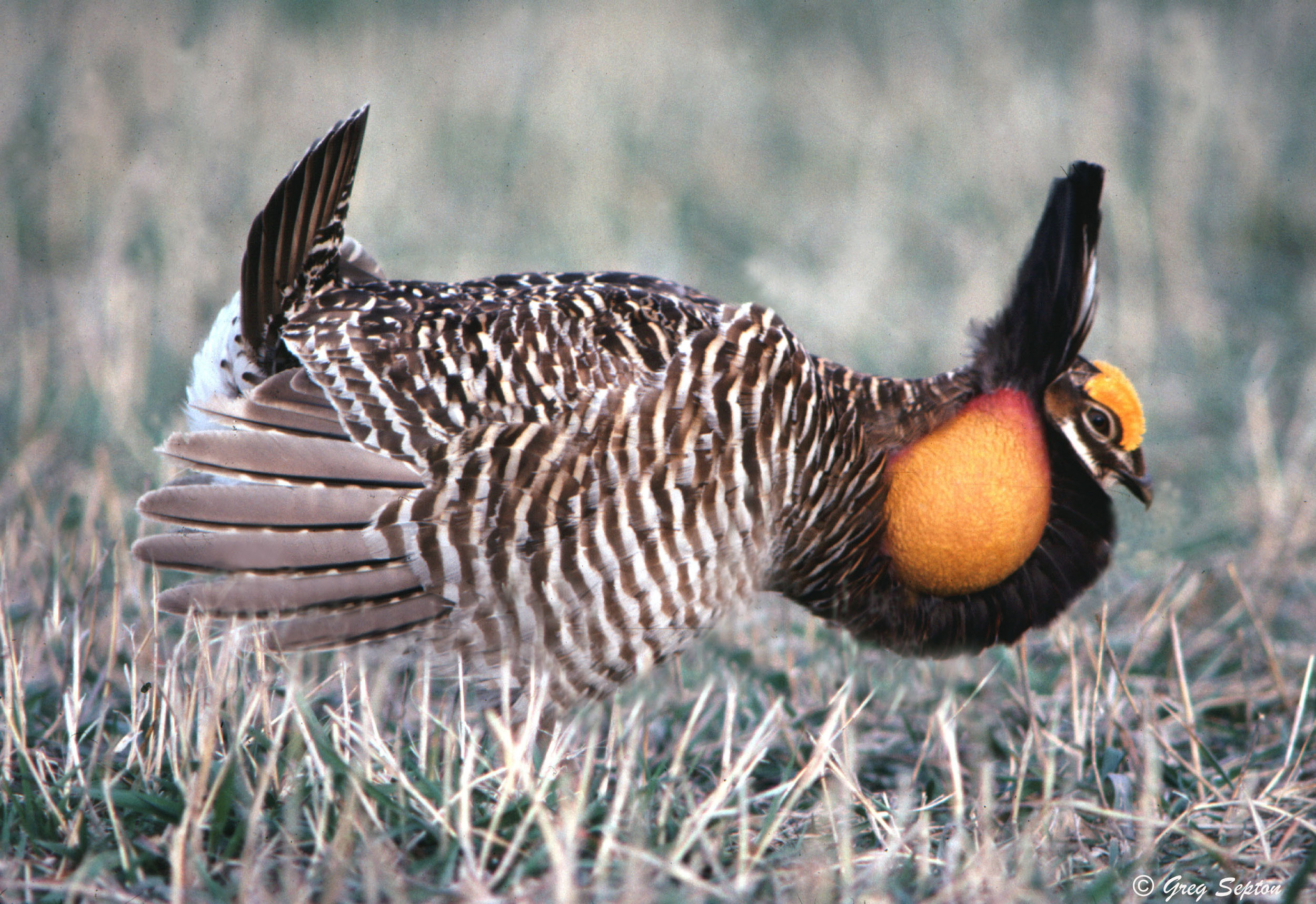 The North American Grouse Partnership.