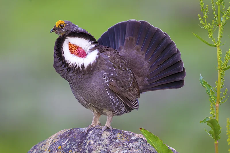 Grouse Species — The North American Grouse Partnership
