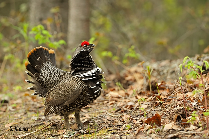 Spruce Grouse