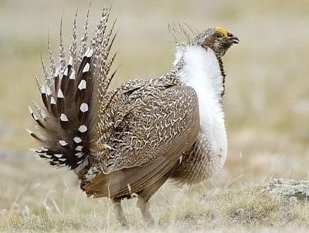 Male+Sage+Grouse+credit+Montana+FWP.jpg