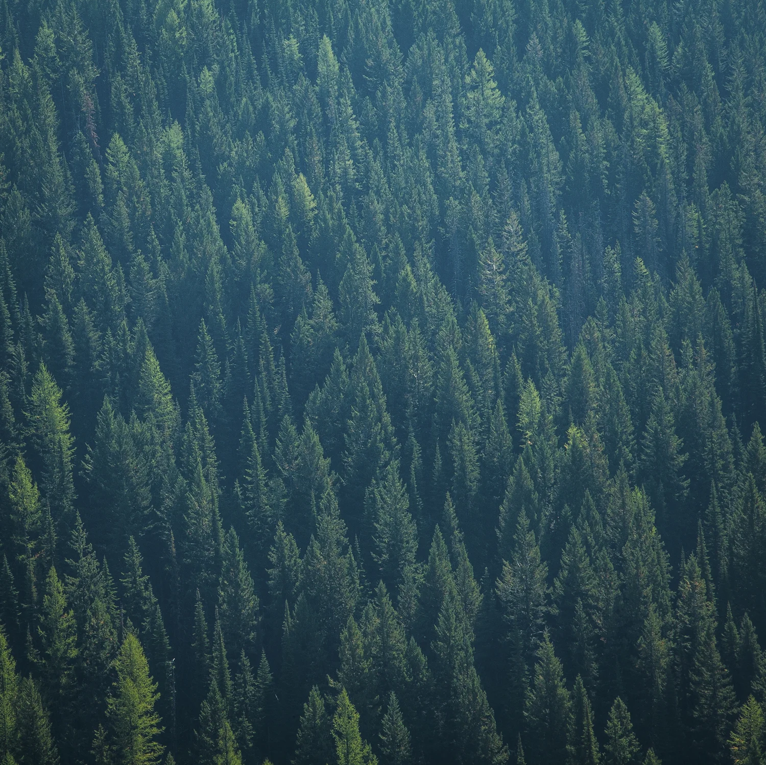Forest2-.JPG