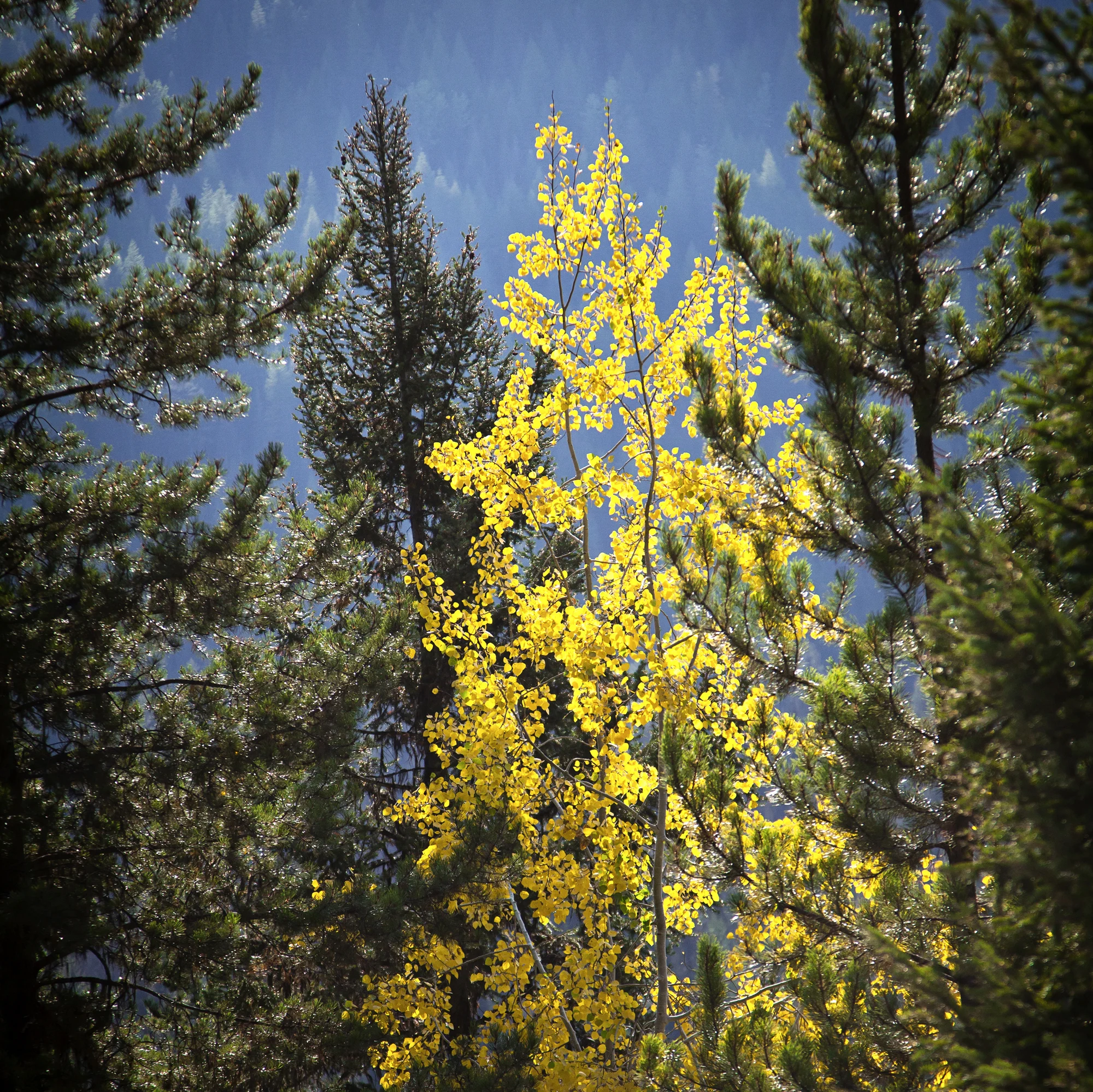 yellowtree-.JPG