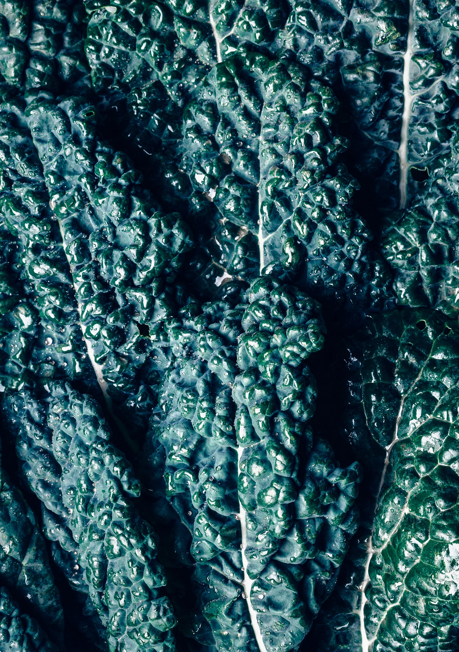 Kale_4973_2500.jpg