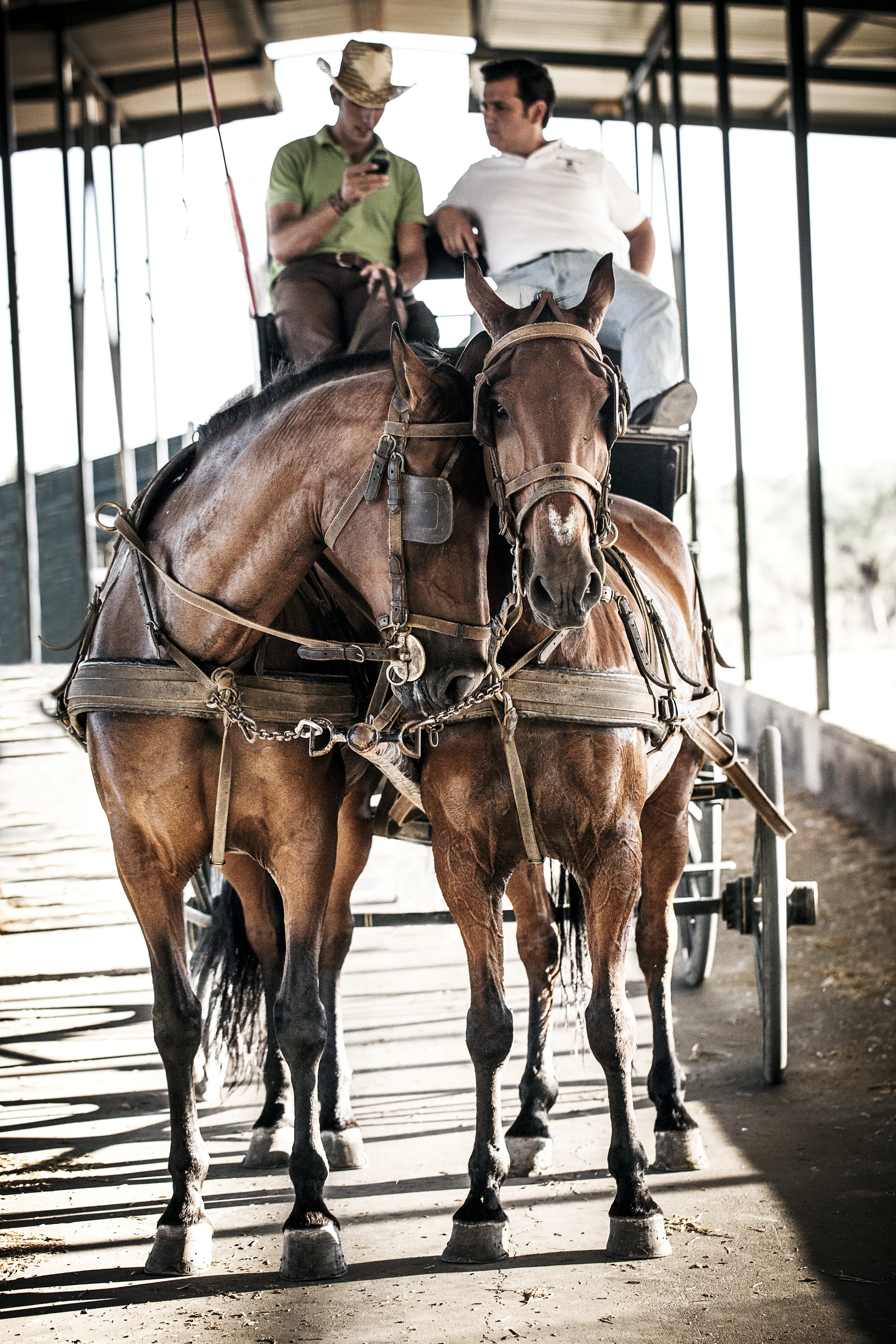 Horses_2500.jpg
