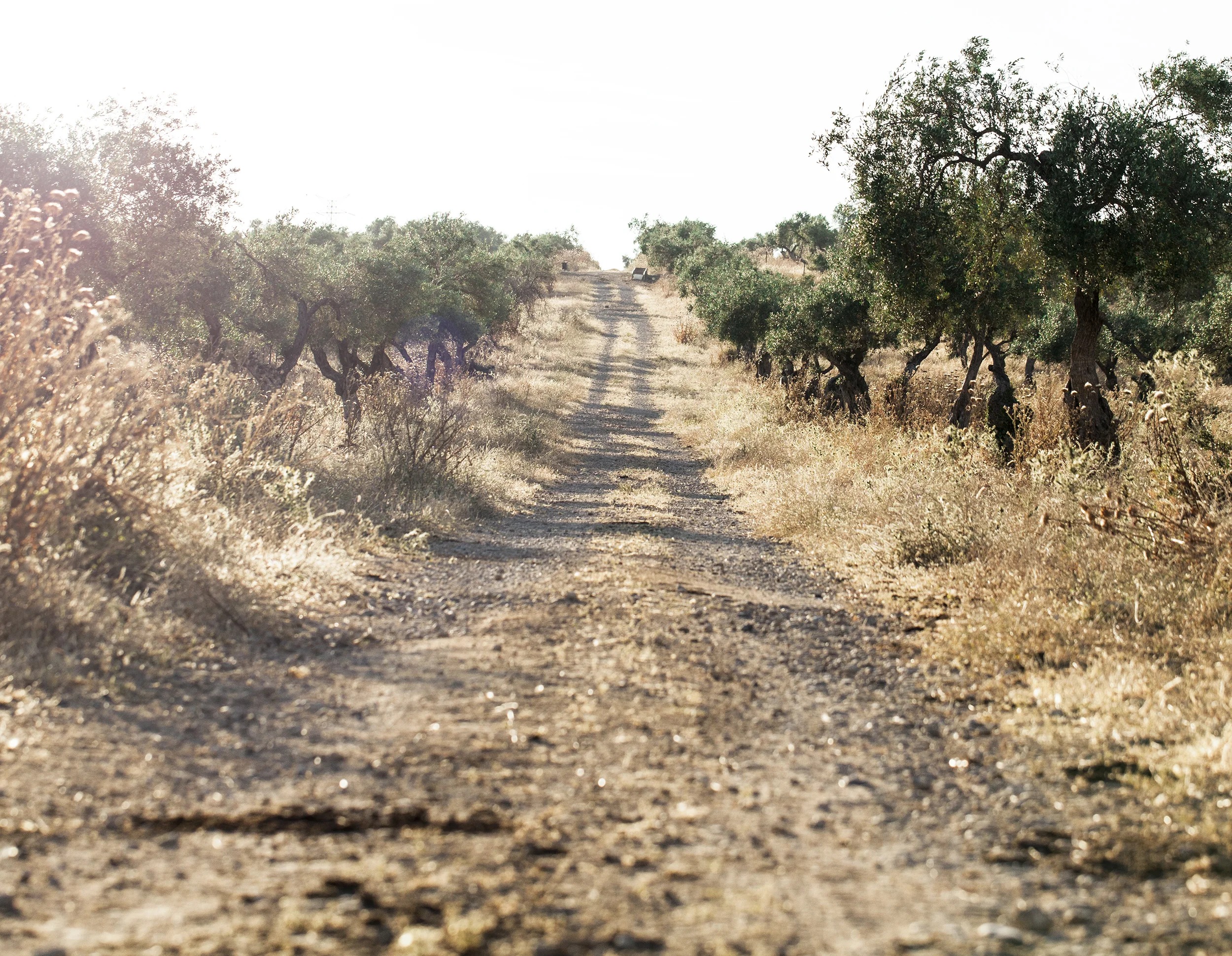 Road_2500.jpg