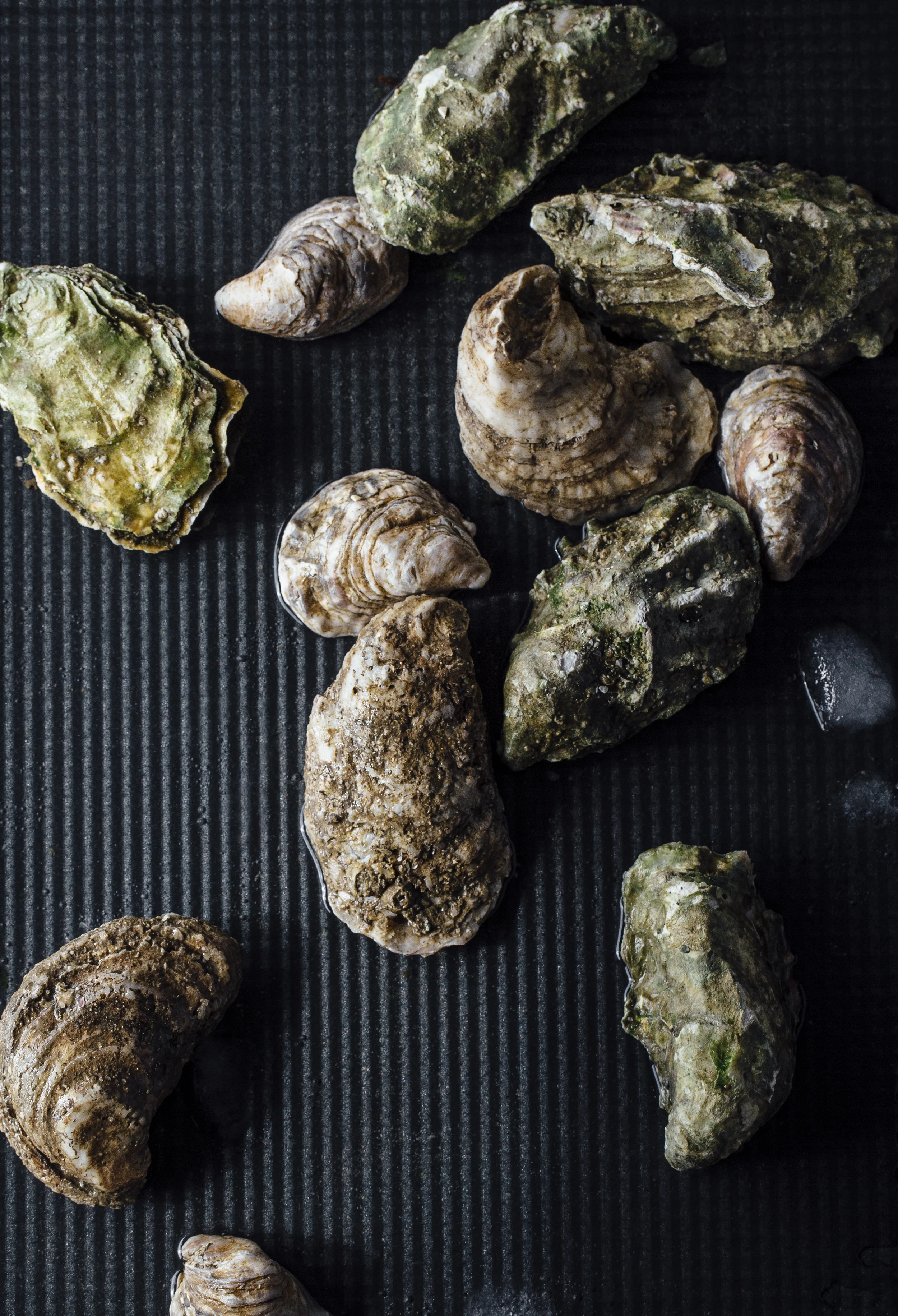 Oyster-6909v2_W.jpg