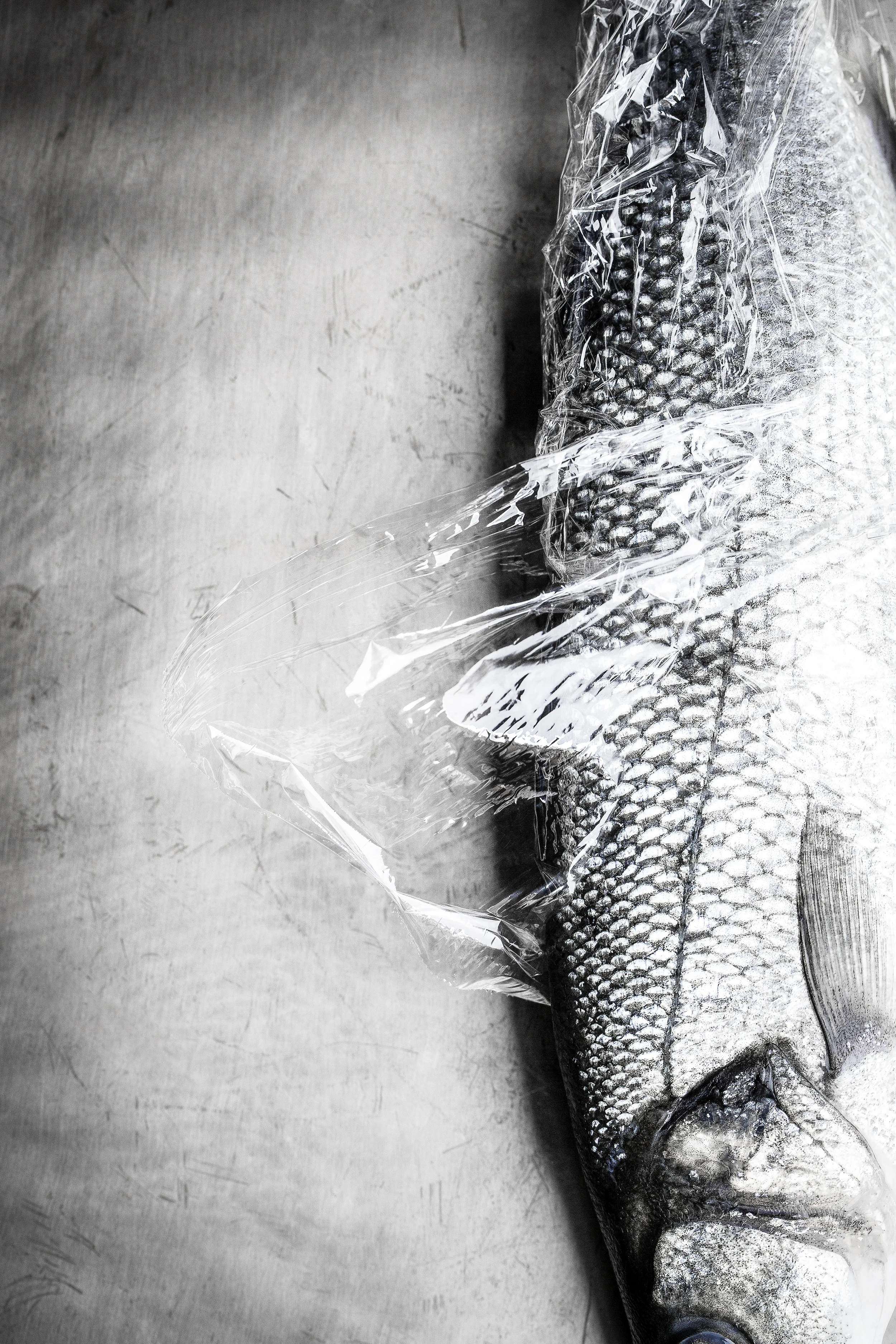 FishWrapRight_W.jpg