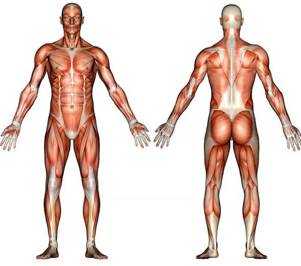 Top 5 Strongest Muscles In The Body Fighting Fit Bc