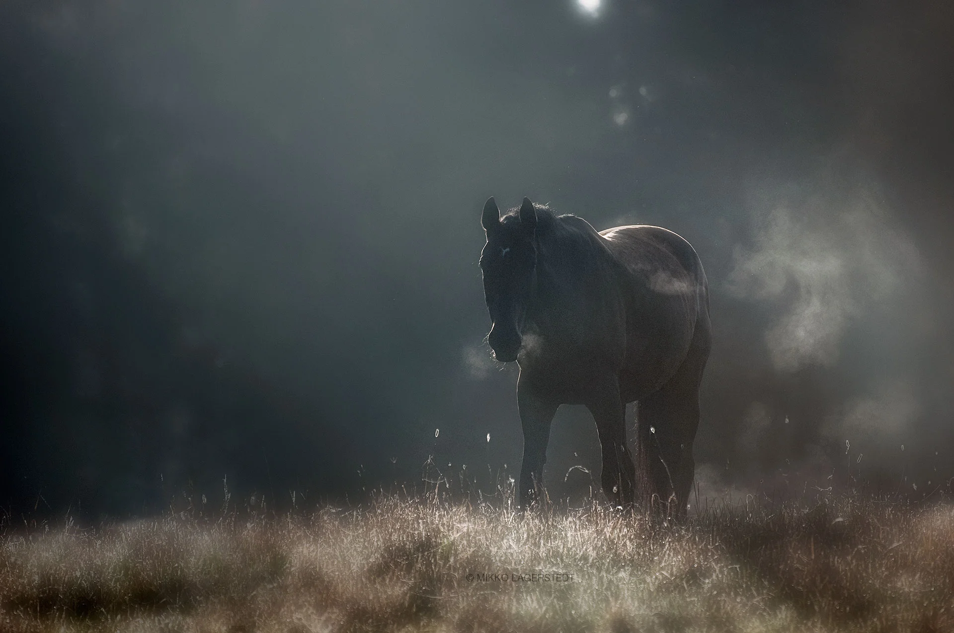 Morning light