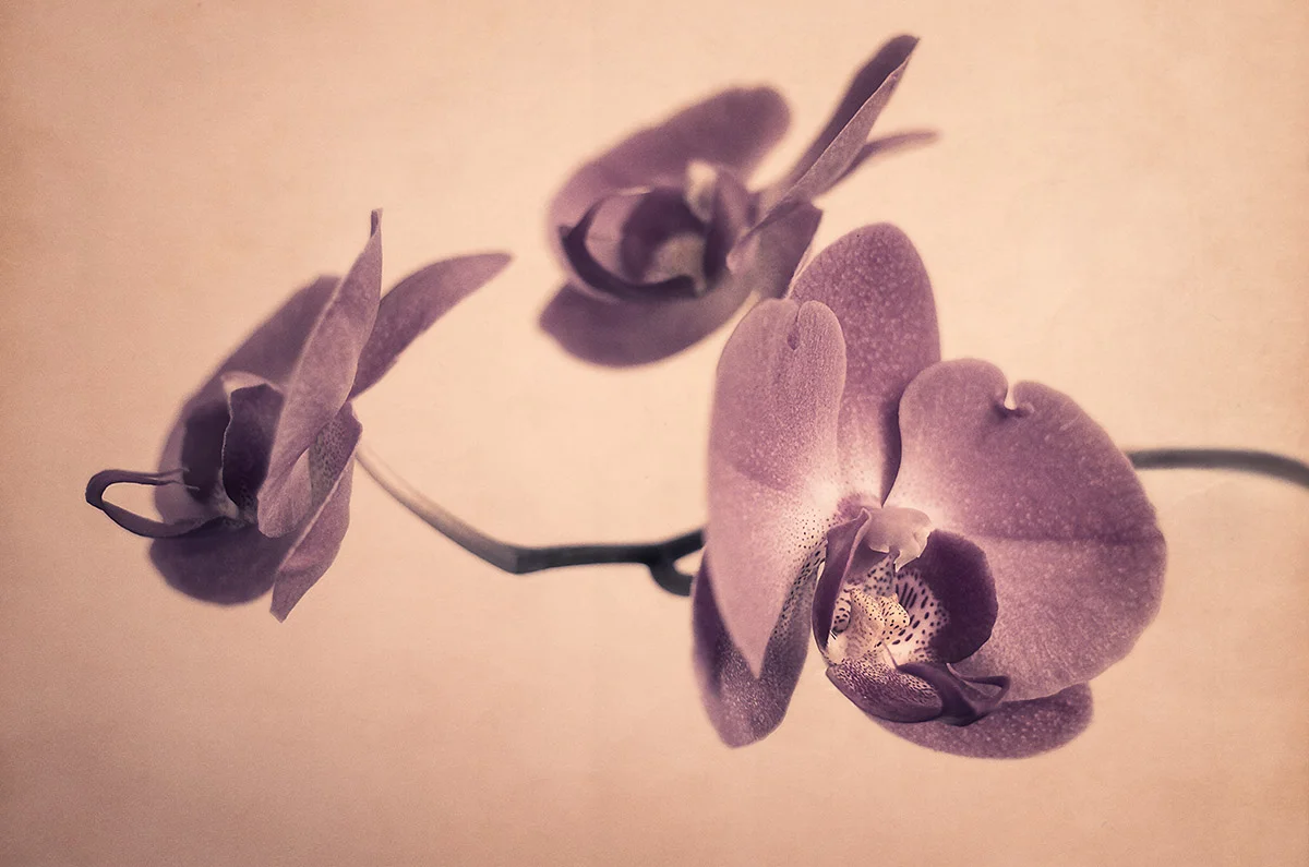 Mikko-Lagerstedt-Orchid.jpg