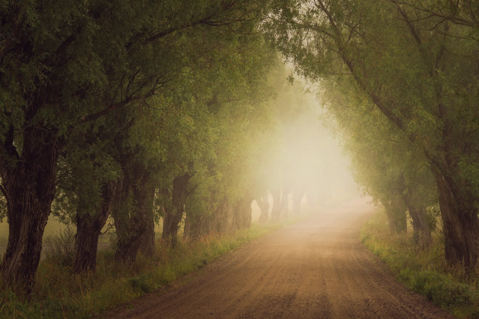 Misty Morning Path