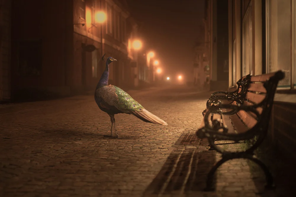 Mikko Lagerstedt - Peacock - 2013 - Porvoo, Finland - Night Animals