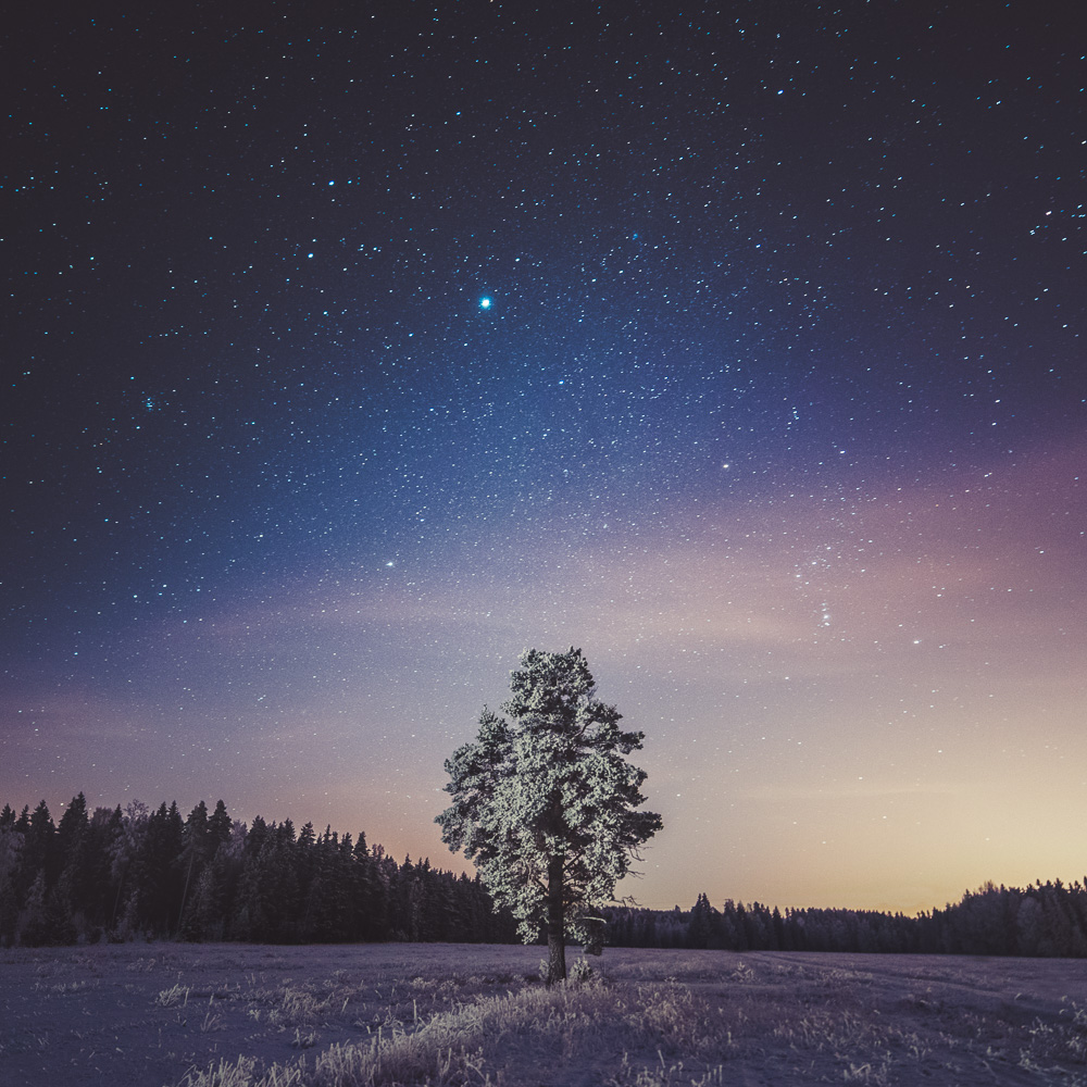 Something about a Tree - Edited with Morning Light preset in the Phase Collection
