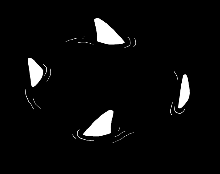 shark.gif