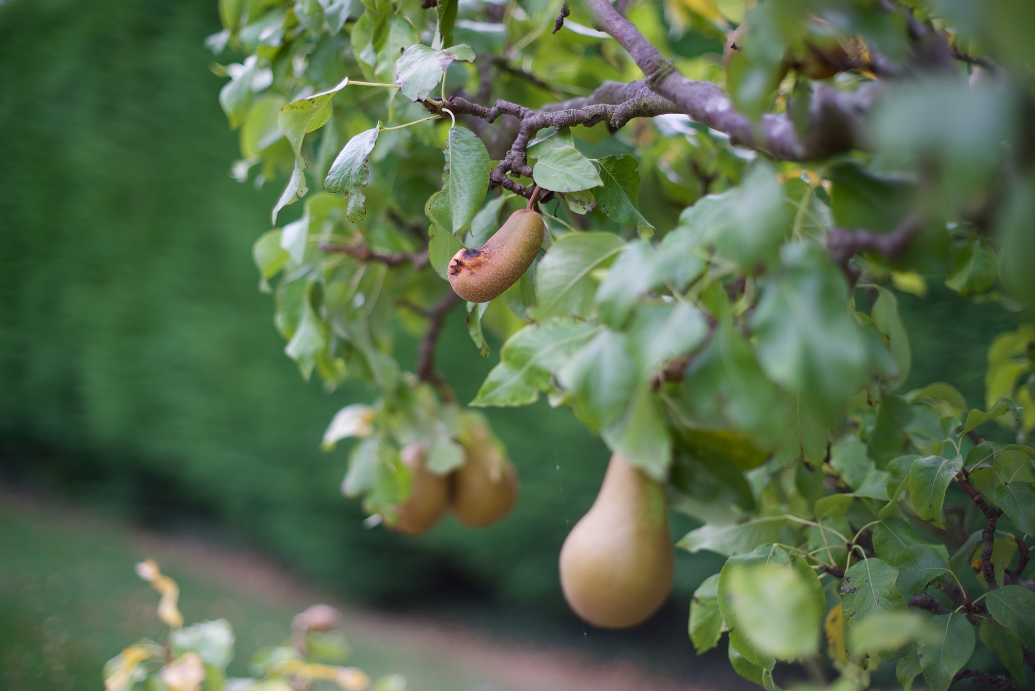 Zuiko Pears