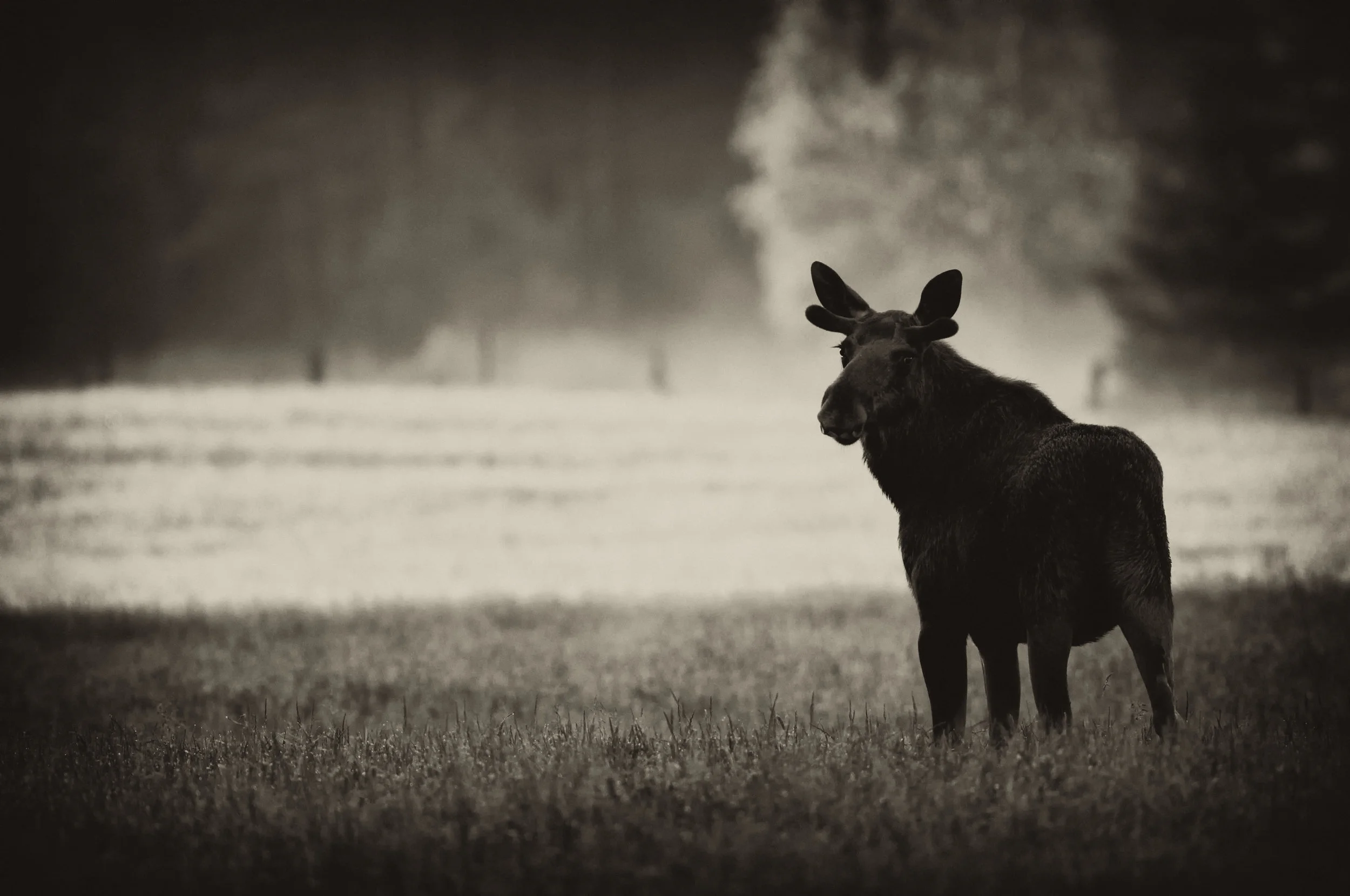 Moose.jpg