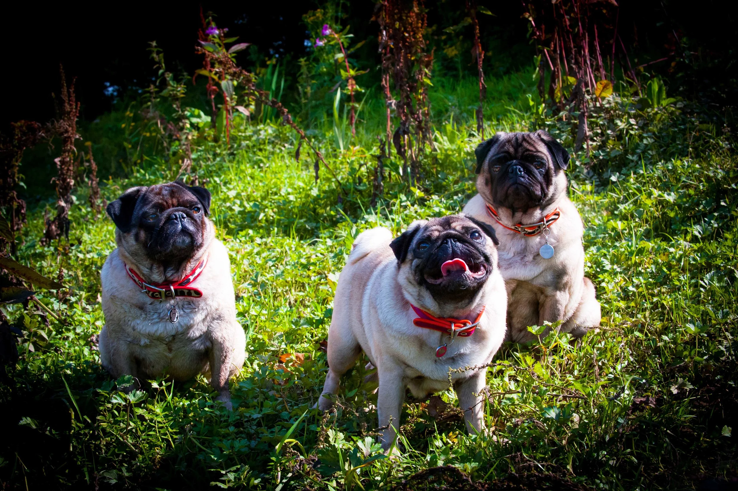 Pug-1093.jpg
