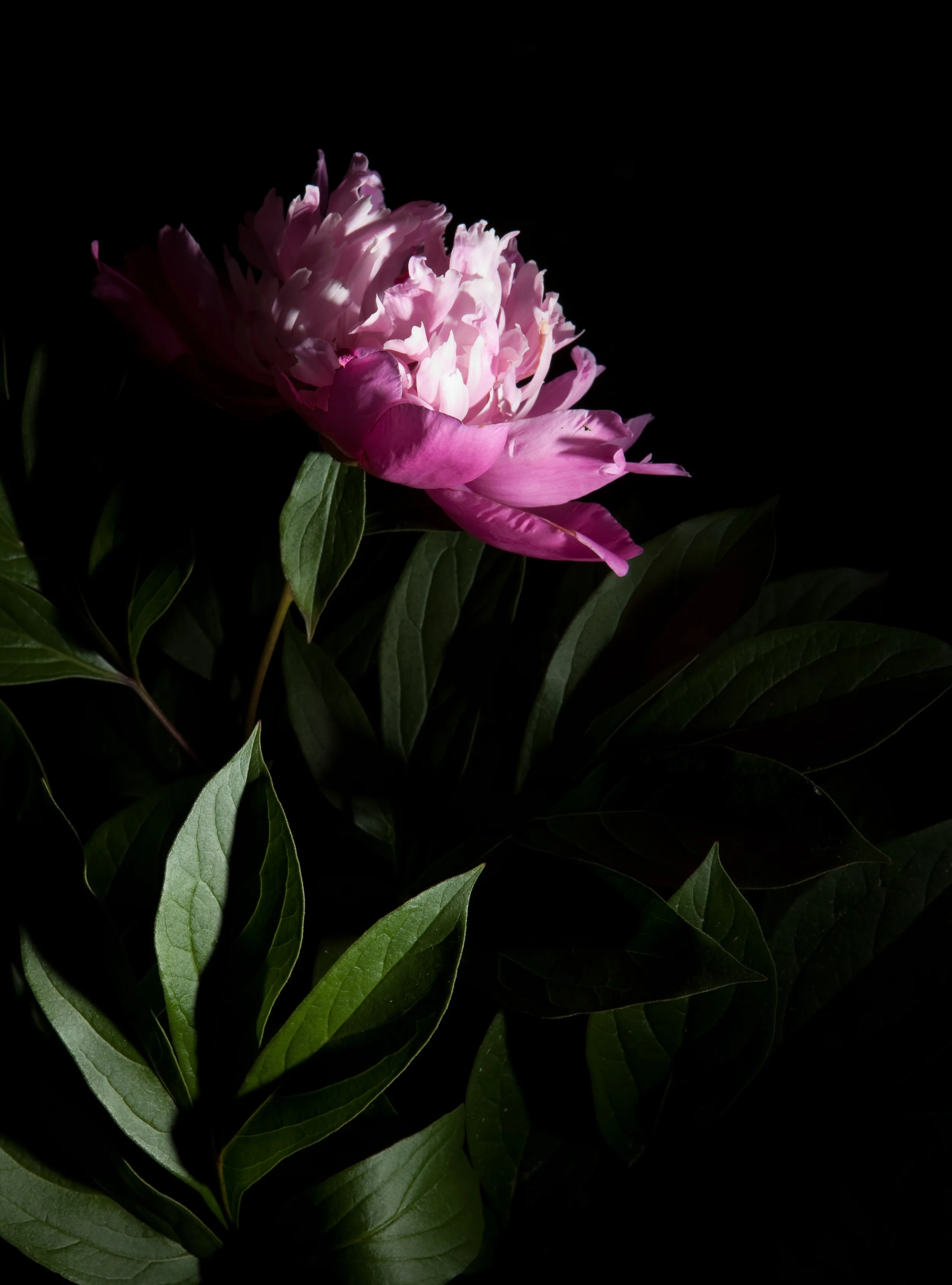 MA_Peonies_73.jpg
