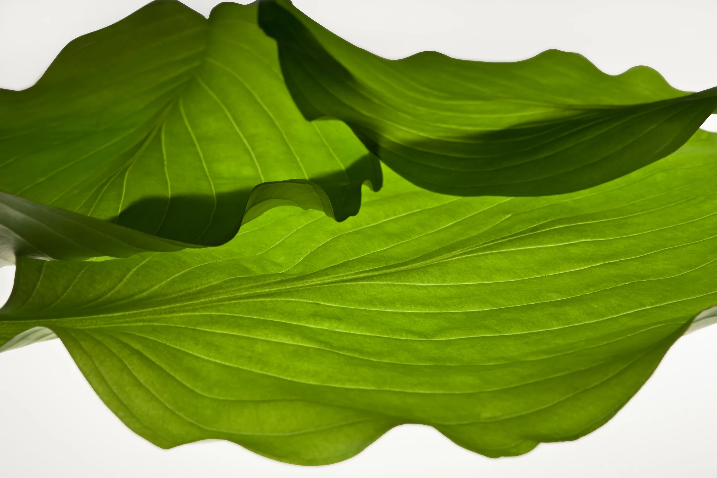 Color_GreenLeaves_39-Edit.jpg