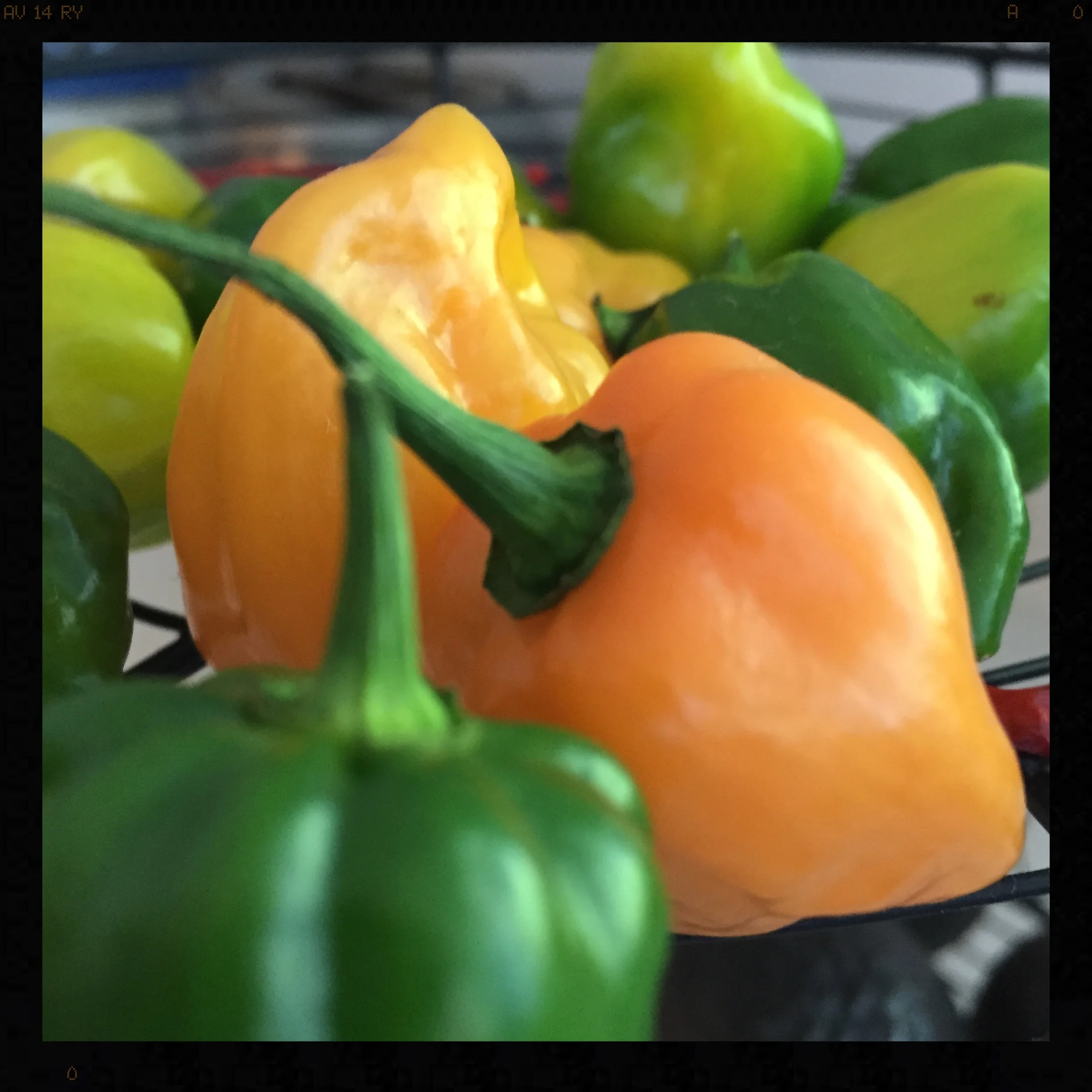 Habernos from my patio garden this summer. Adding spice to my life in so many ways.