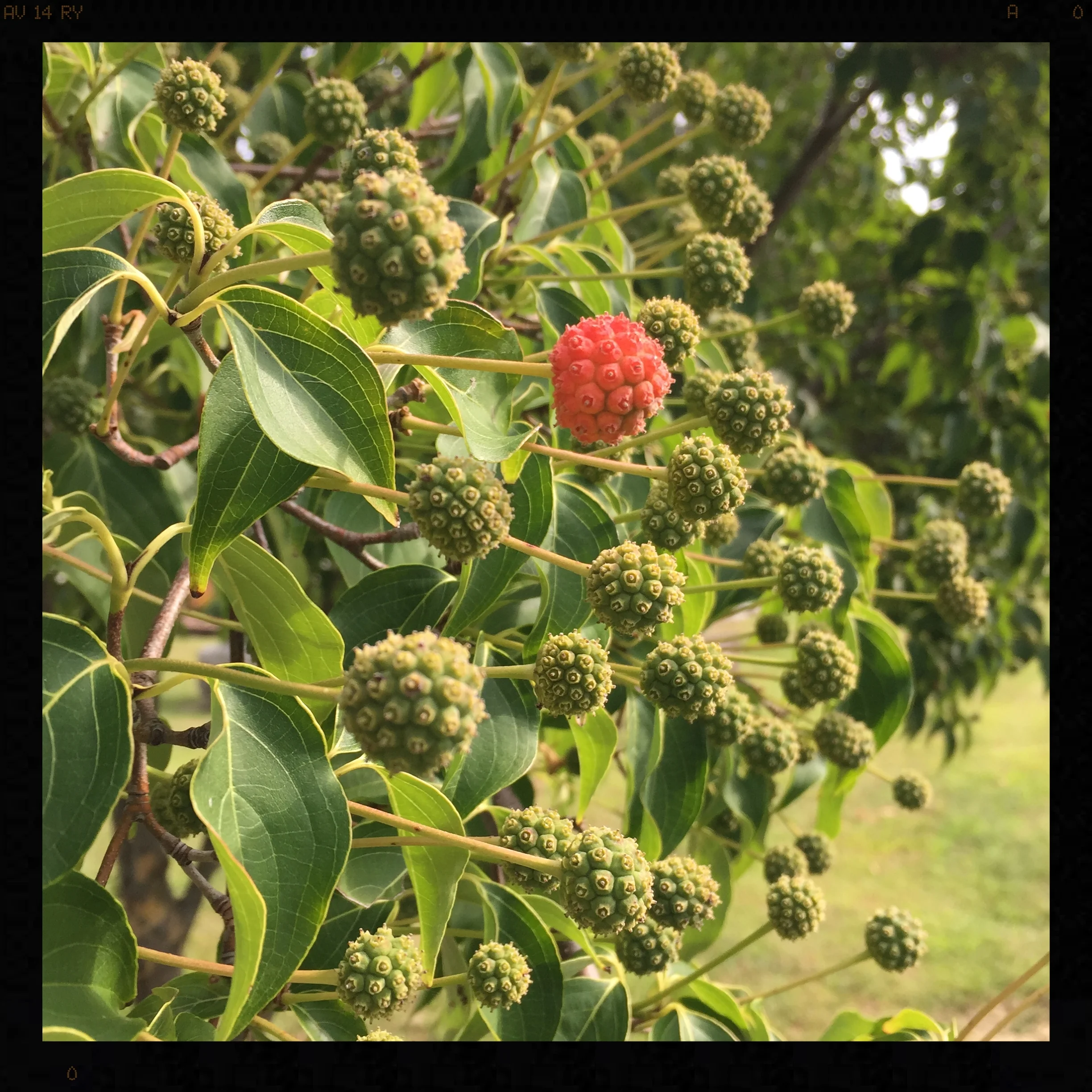 Cornus kousa fall fruits showing me just how beautiful being different can look.