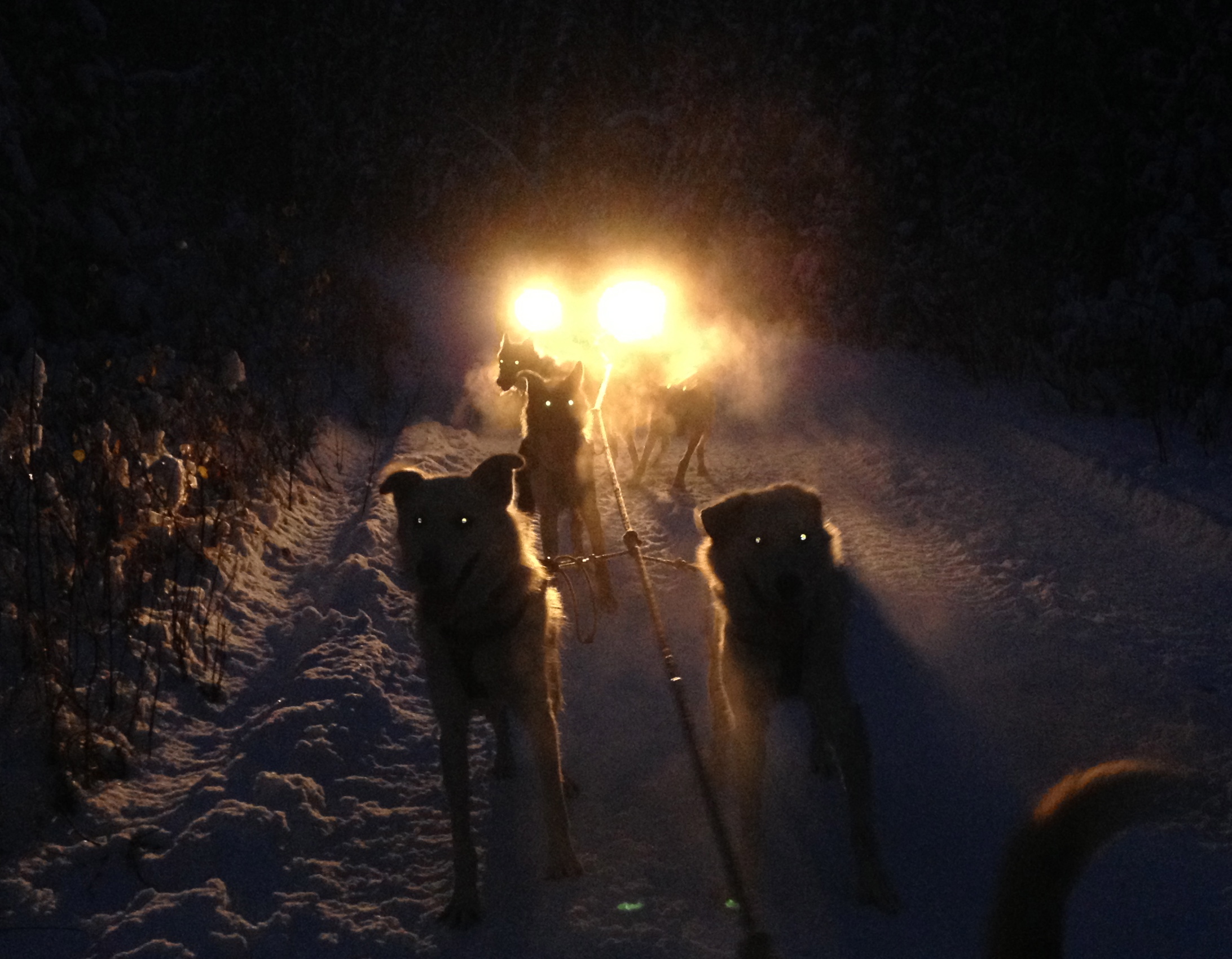Lefty and Fenton illuminated by the lights of the ATV. 