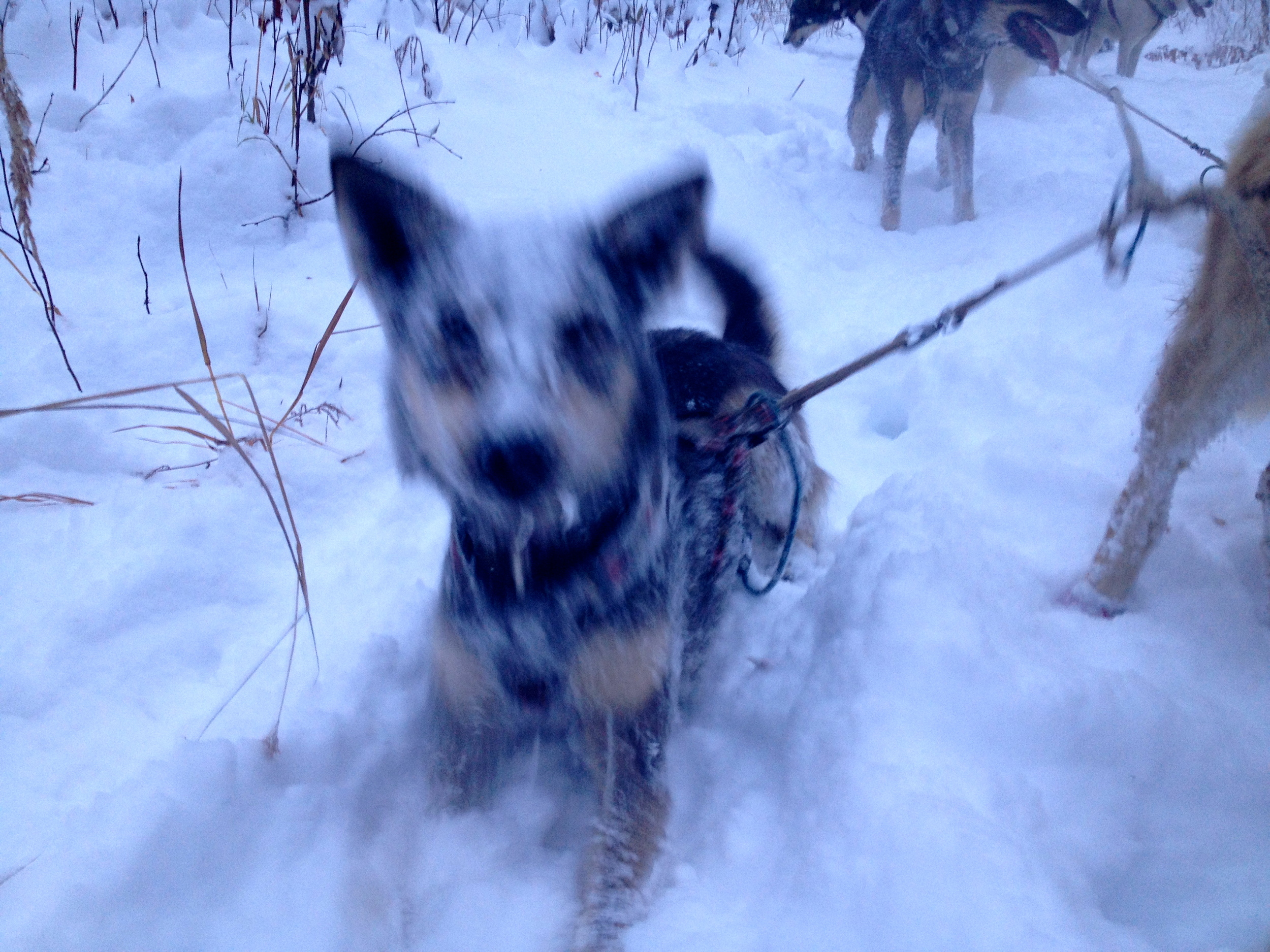 Perm enjoying the fresh snow. 
