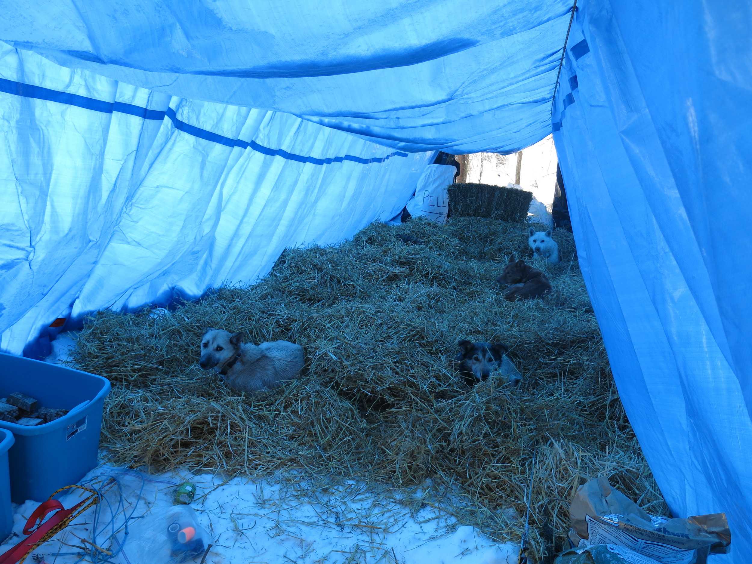 Find the doggies in a hay stack -- there are eleven!