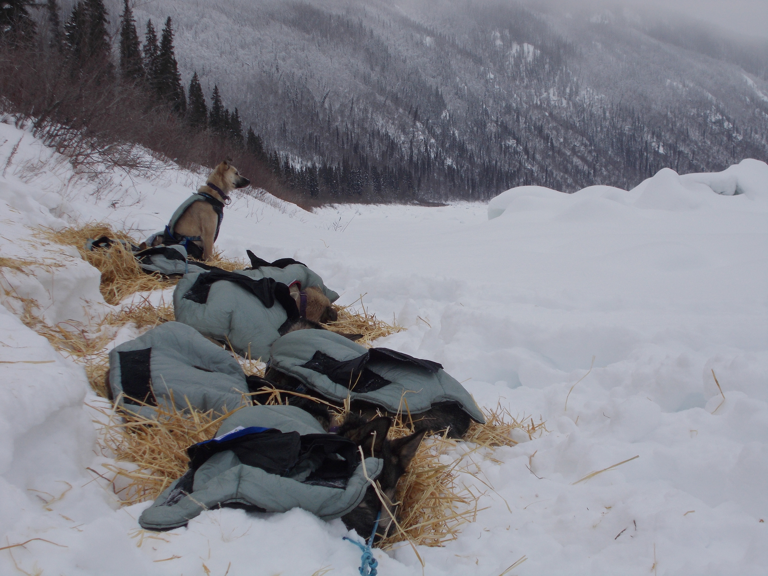 Time to rest Fire; first rest between Dawson City and Trout Creek