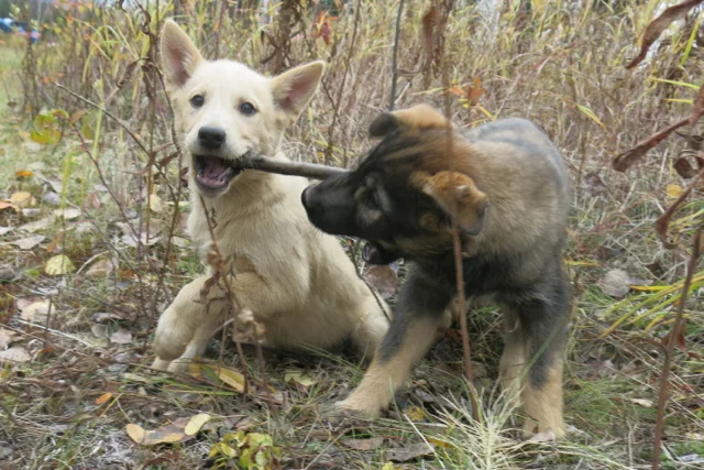 Uno and Yuker