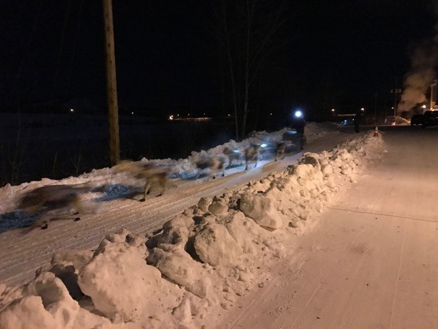 Next stop, Pelly Crossing where the local kids had decorated for the coming mushers!
