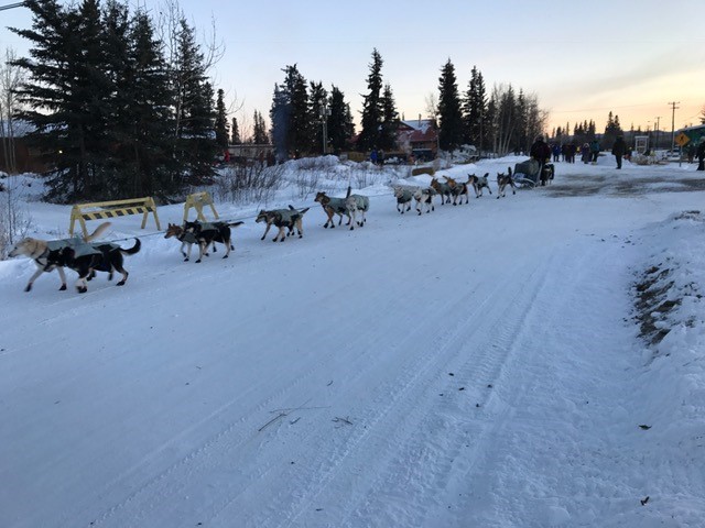 6 1/2 hours later, at 5:30 PM our favorite team is out of Pelly Crossing and back on the trail. Go Ryno Kennel Go!!