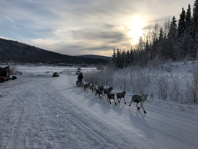 After arriving at the check-in in downtown Dawson City, the team still had a few mile run to the campground. In the past, the Yukon River was frozen all the way across at the check-in, but with an open river, teams were having to travel upstream to find an ice bridge that spanned all the way across, and finally the dogs are across and almost to their resting spot.