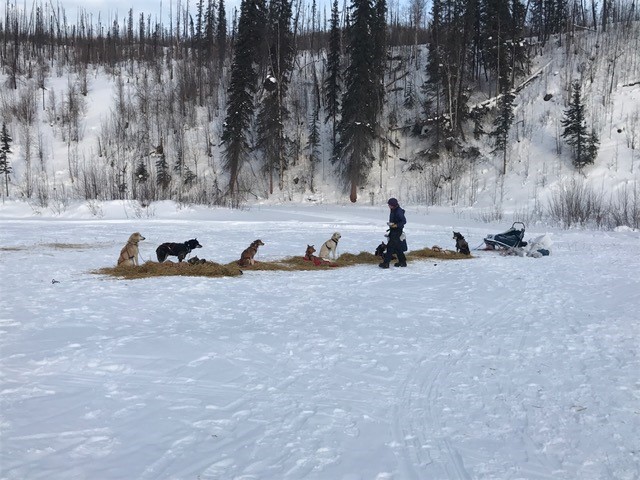 Feeding and stretching their legs before the last run!