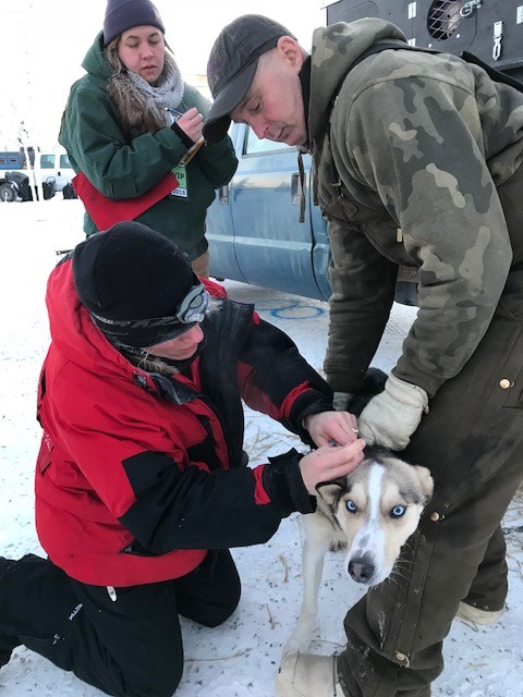 Each dog has a microchip inserted at the Vet check allowing the Vets to scan a dog at checkpoints to verify their identity. Wingman's chip had fallen out since the Vet checks, so he is having a new one inserted.