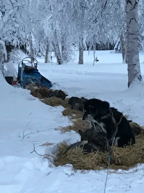 33 Central on straw.jpg