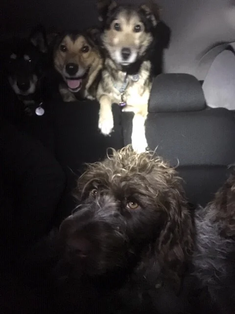 30 pups in car.jpg