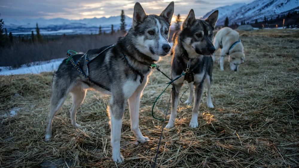 Otis (L) & Smoky (R)