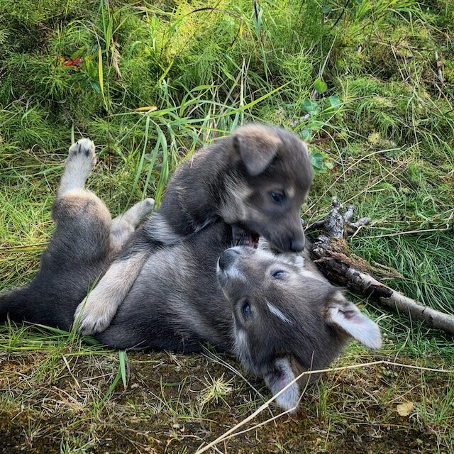 Beesley and Big Tuna playing the grass.