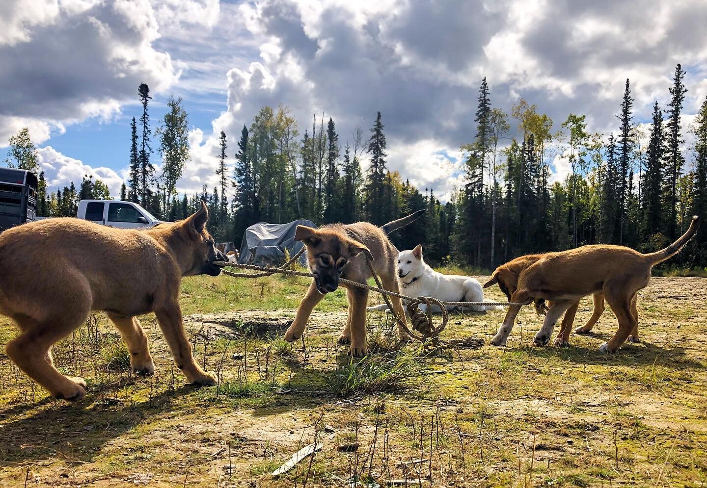 Puppy playtime.

Photo credit @mandymcmenemy 

#alaska #sleddogs #husky