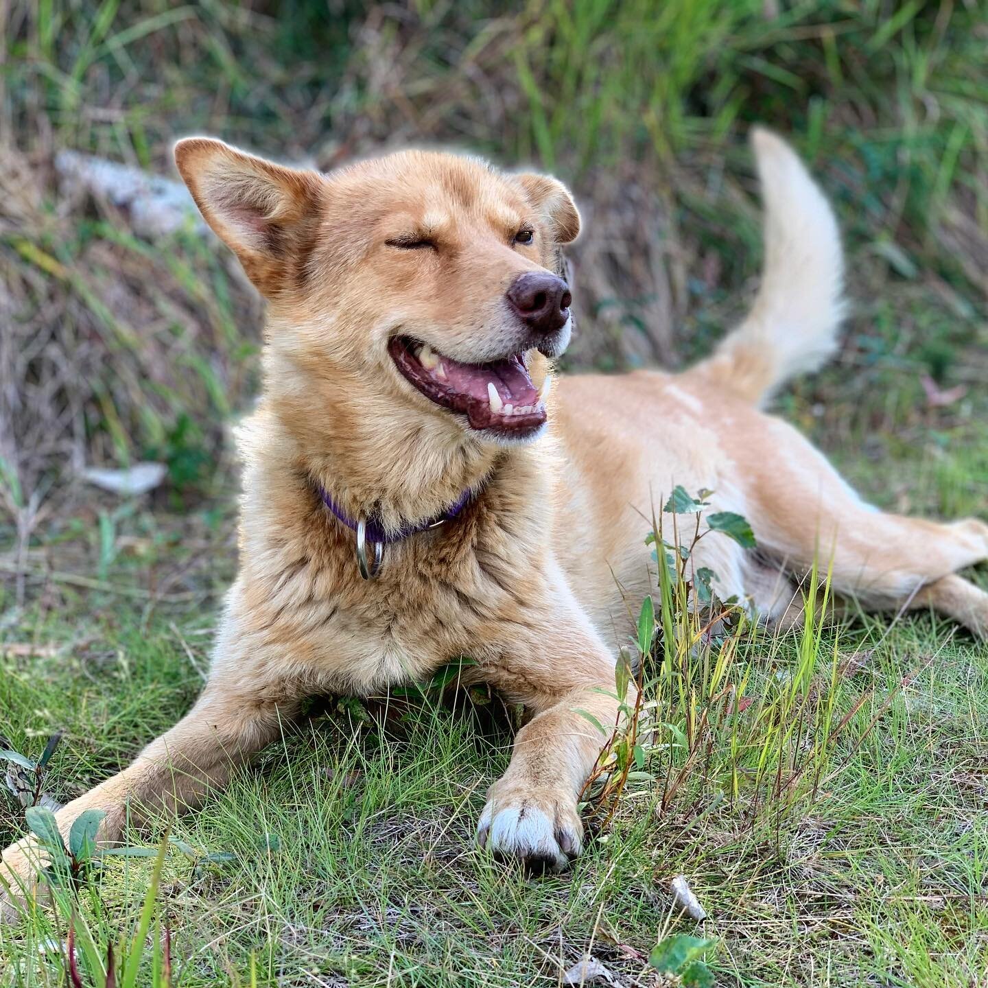 Supai&rsquo;s always smiling. 

This retiree has run several 1000-mile races including both the Yukon Quest and Iditarod. He&rsquo;s a Copper Basin 300 Champ and the father to Bert and Ernie. And he&rsquo;s one handsome dude! 

#sleddog #alaska #husk